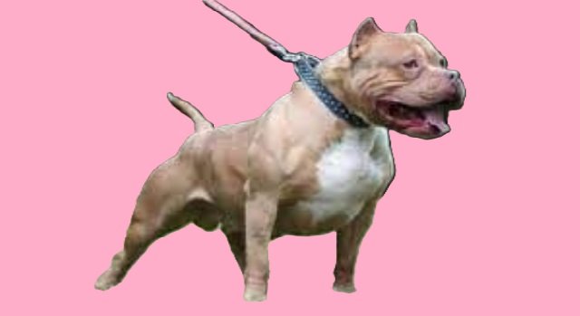 most aggressive dog breeds