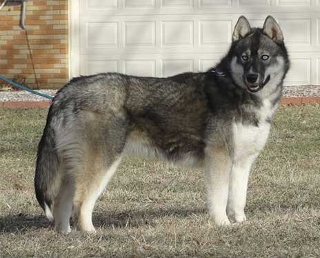 agouti husky