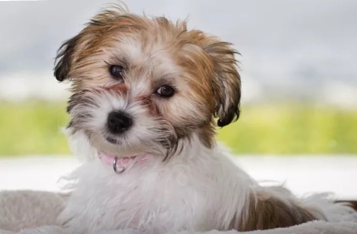 Adorable Cavachon puppy sitting on a grassy lawn.