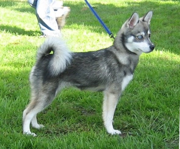 "Mini Husky running outdoors during a daily exercise routine."