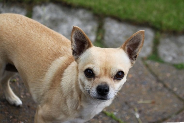 deer head chihuahua