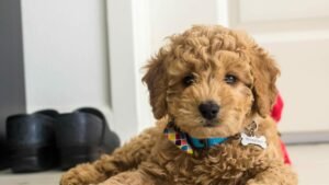 miniature goldendoodle