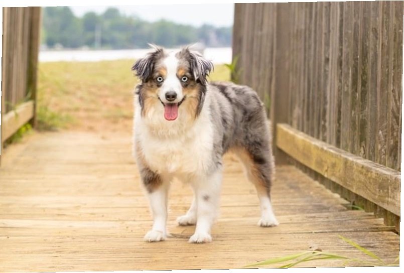 toy australian shepherd