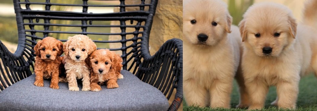 Puppies for sale near me