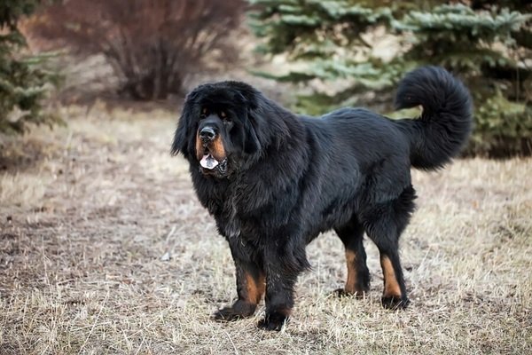 newfoundland dog