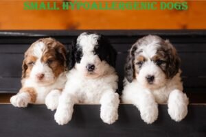 small hypoallergenic dogs
