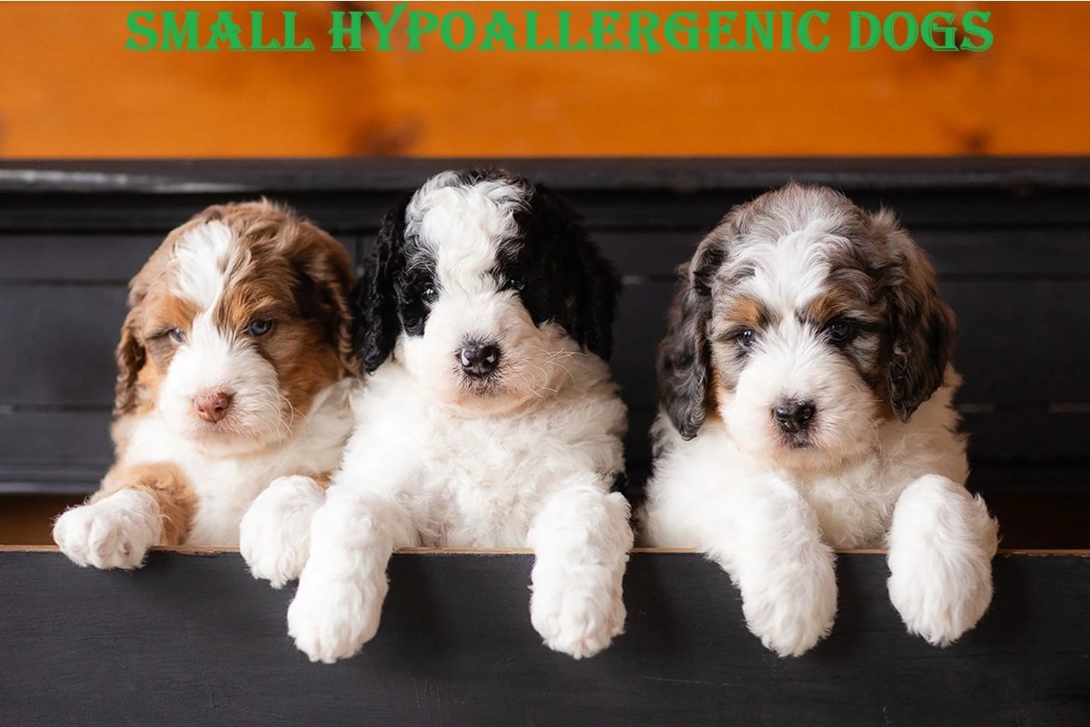 small hypoallergenic dogs