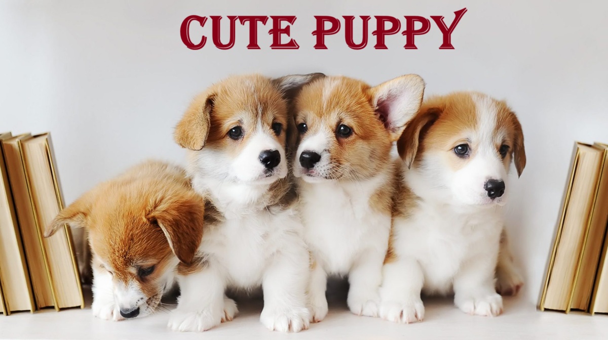 cute puppy