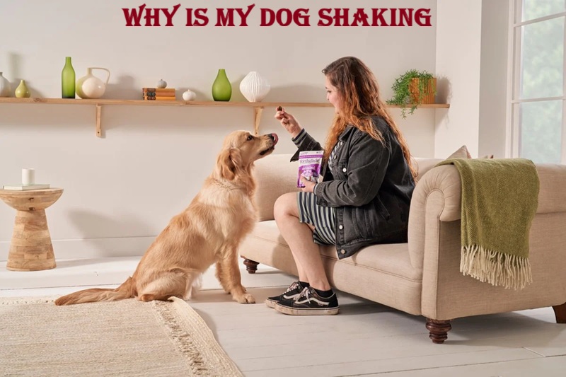 why is my dog shaking