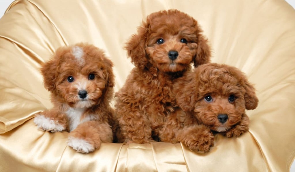 hypoallergenic dogs