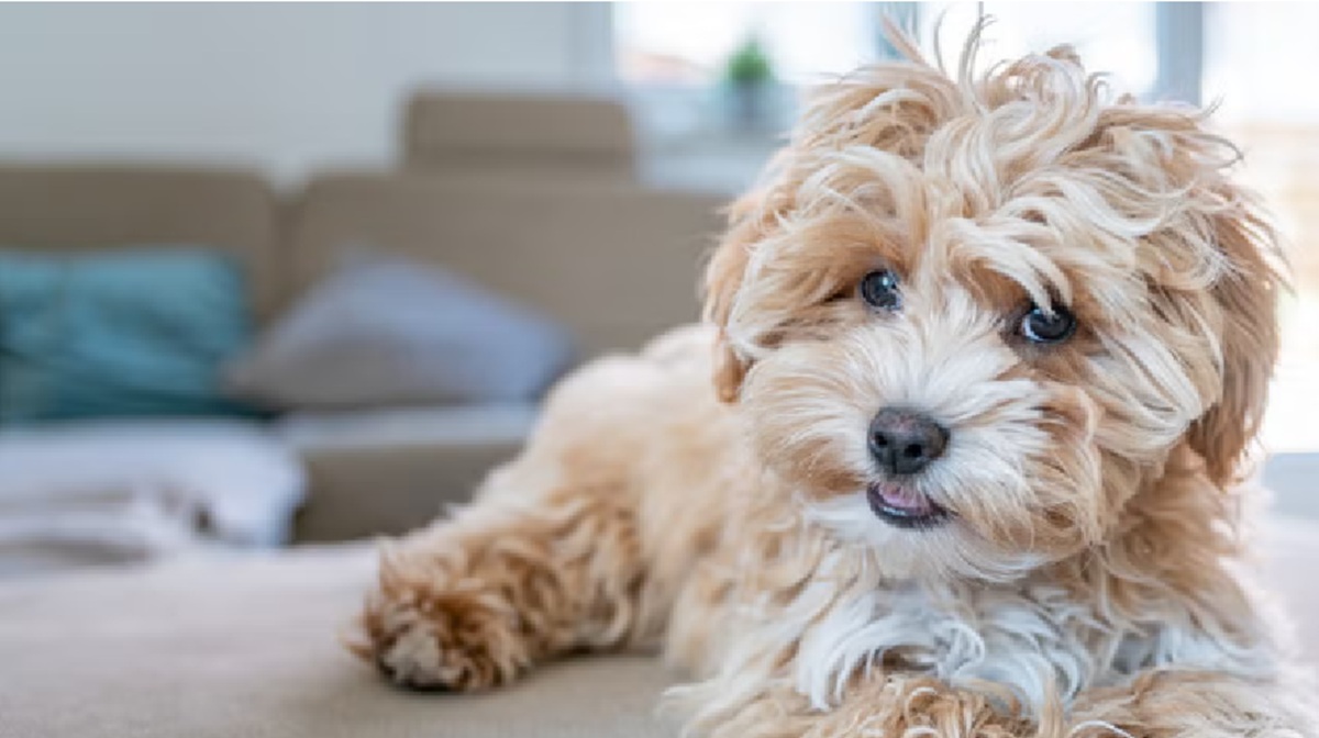 fluffy cute small dogs