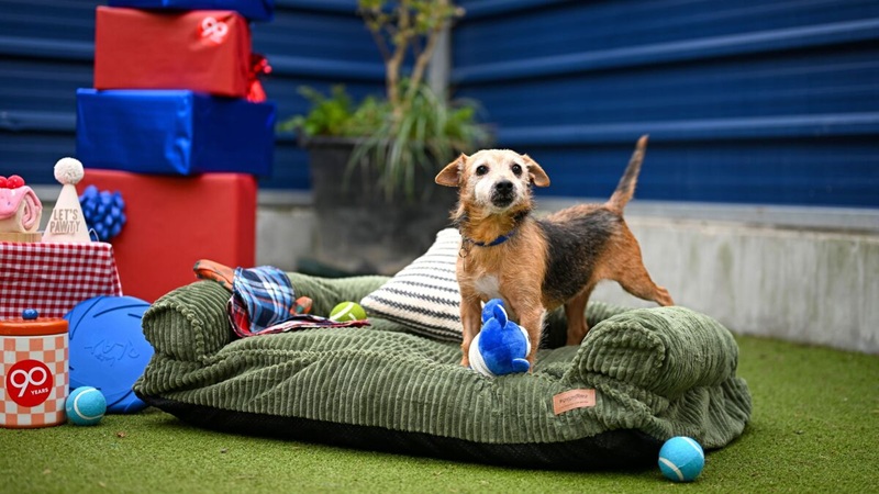 battersea dogs home