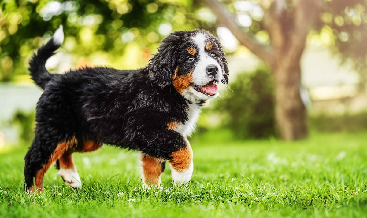 mini bernese mountain dog