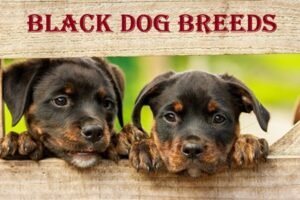 Black Dog Breeds