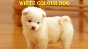 white colour dog