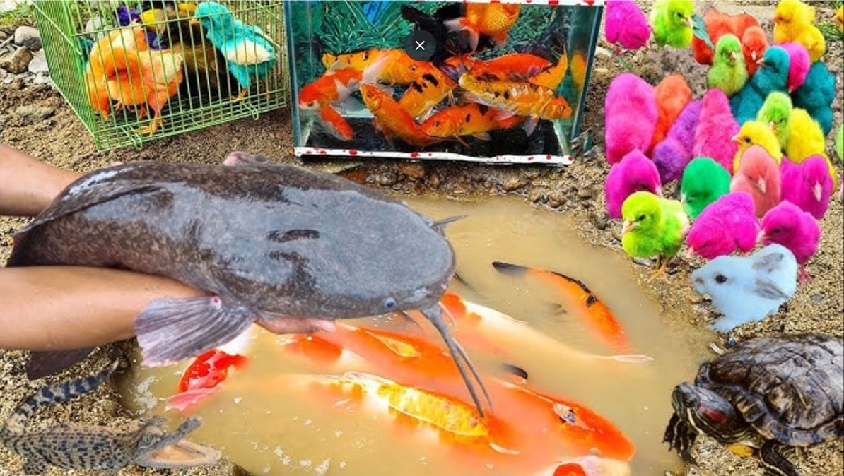 small catfish