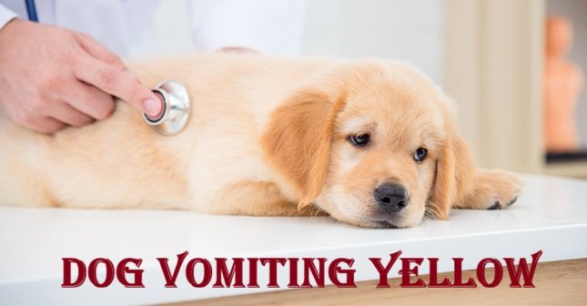 Dog Vomiting Yellow