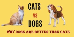 Why Dogs Are Better Than Cats