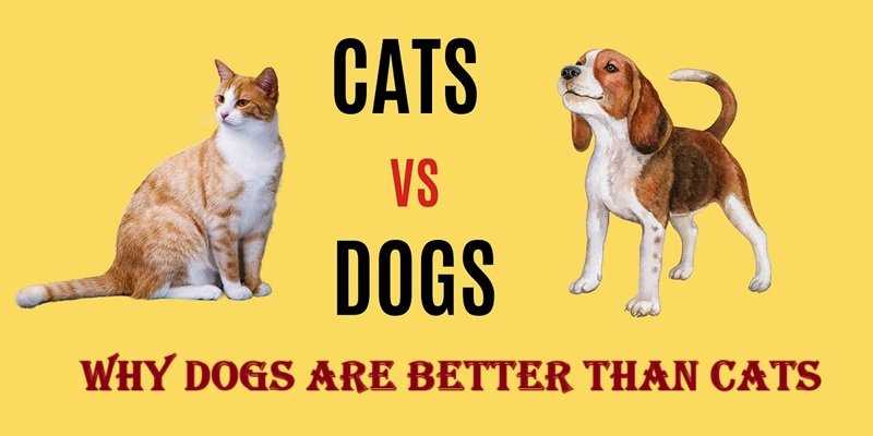 Why Dogs Are Better Than Cats