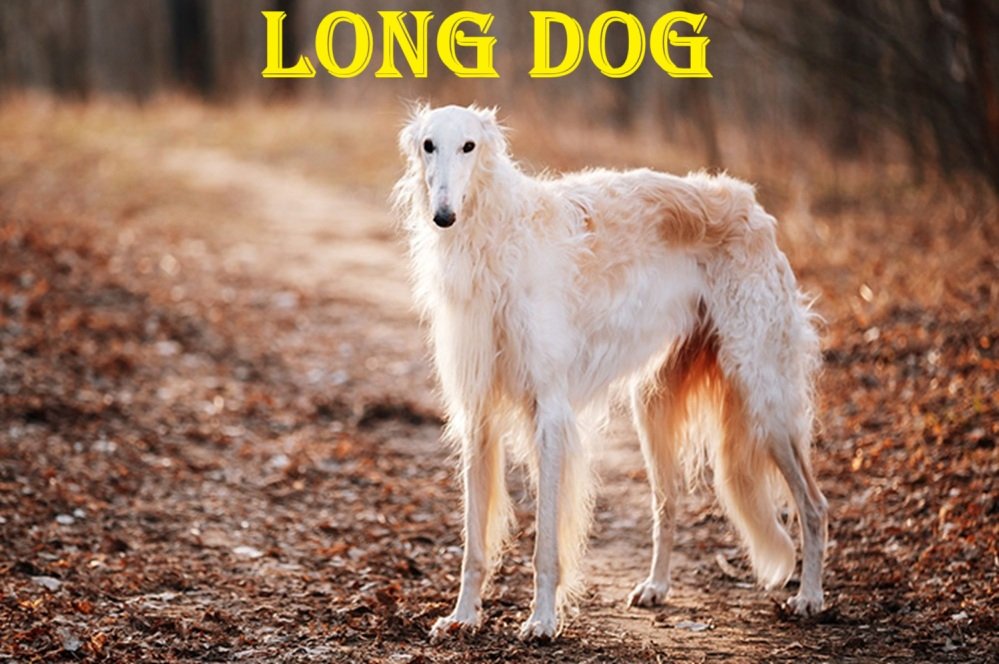 long dog