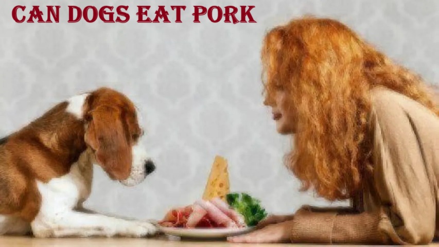 can dogs eat pork