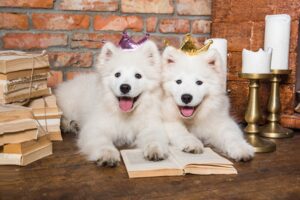 white newfoundland dog