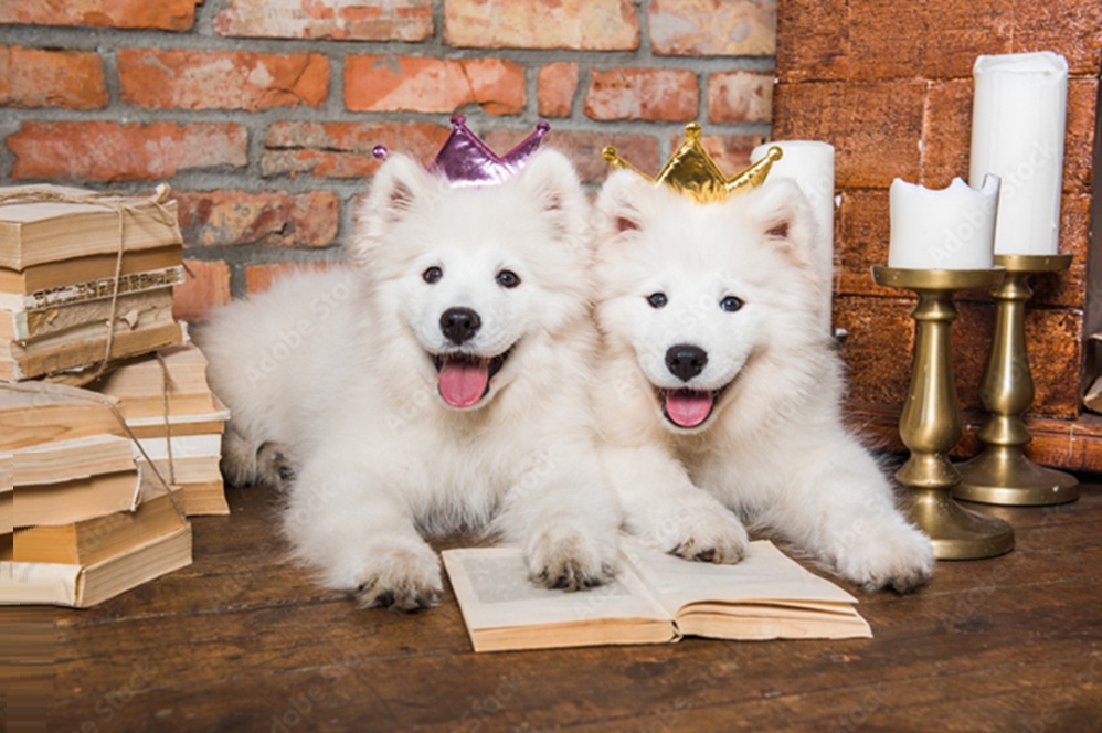 white newfoundland dog