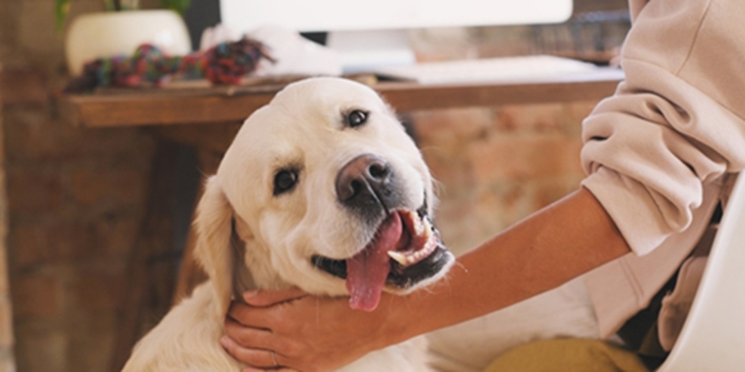 pet sitter rates calculator