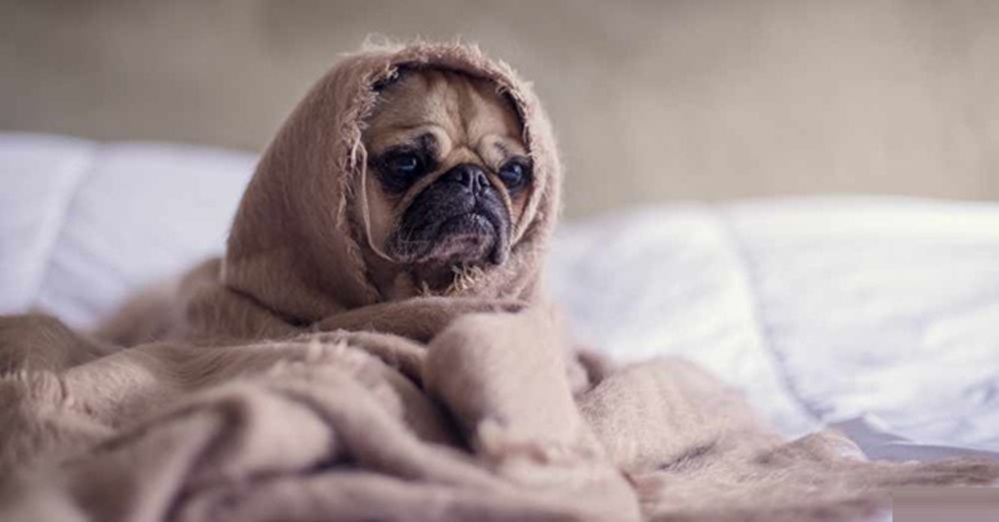lazy dog
