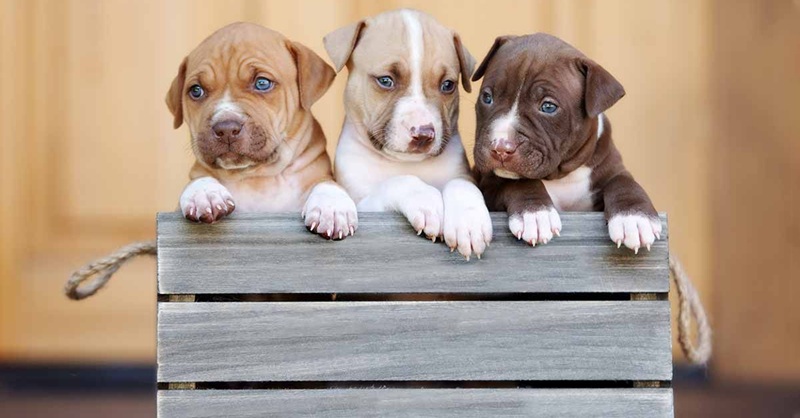 pitpull puppy