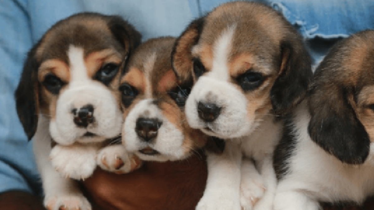 pure beagle dog price