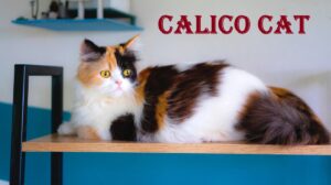 calico cat
