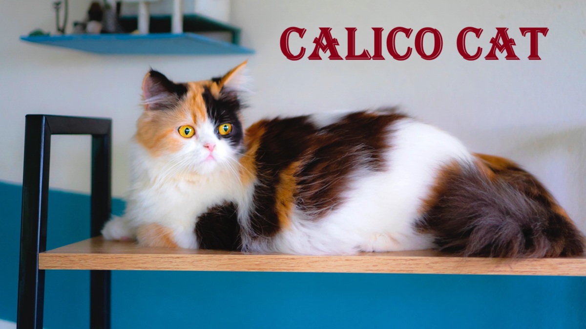 calico cat