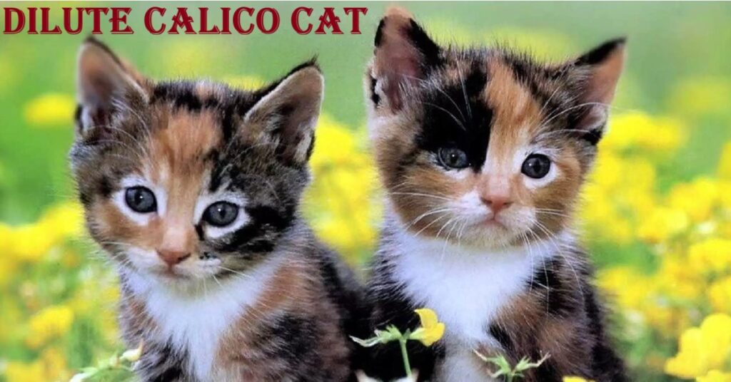 dilute calico cat