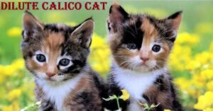 dilute calico cat