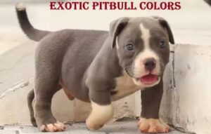 exotic pitbull colors
