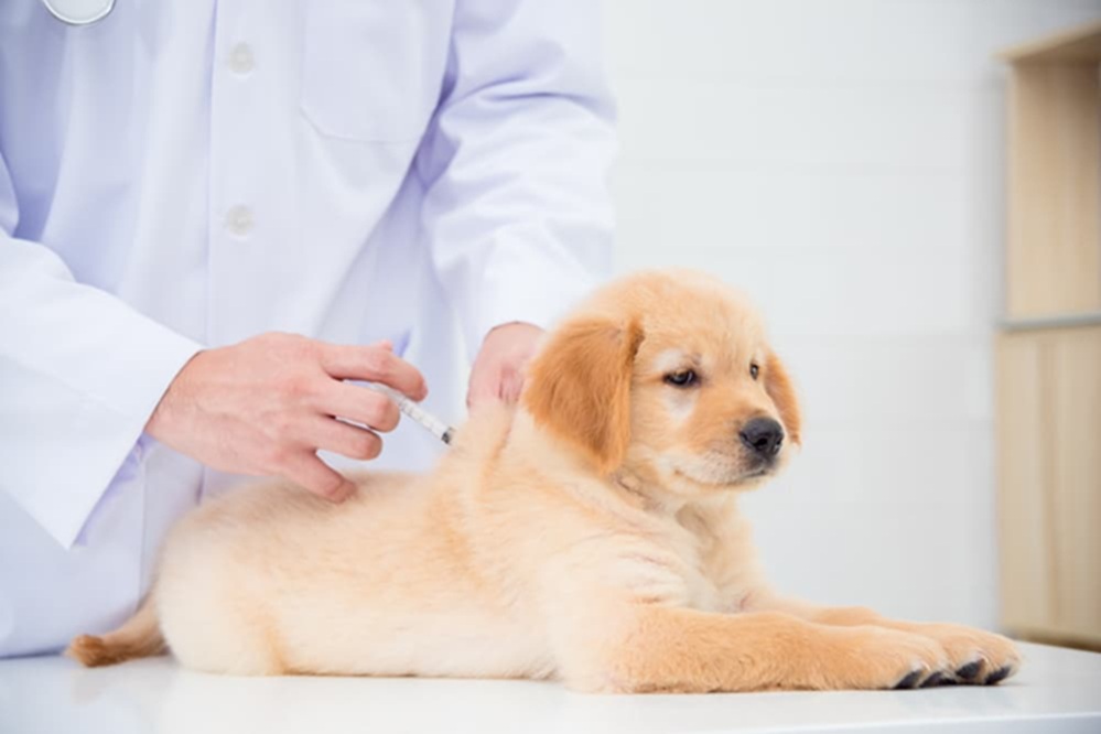 rabies vaccine for dogs