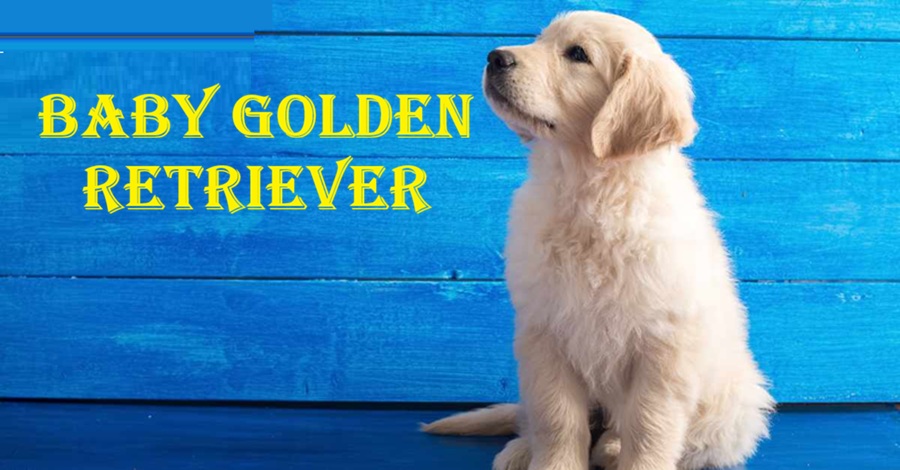 Baby Golden Retriever