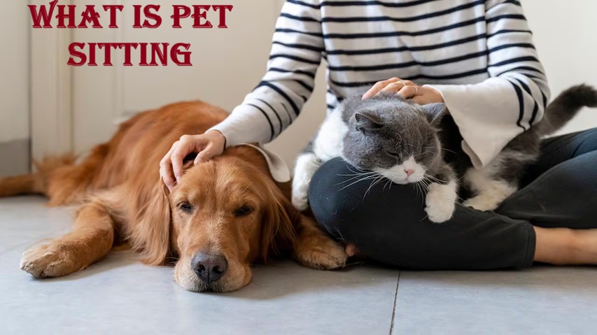 What Is Pet Sitting