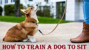 How to Train a Dog to Sit