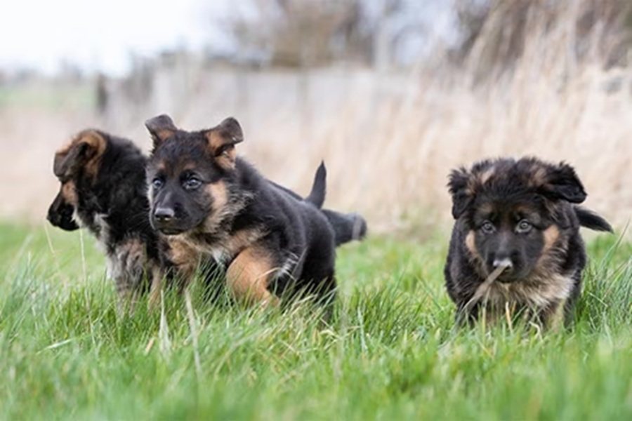german shepherd puppy training