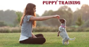 Puppy Training