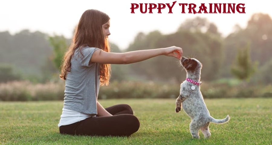 Puppy Training