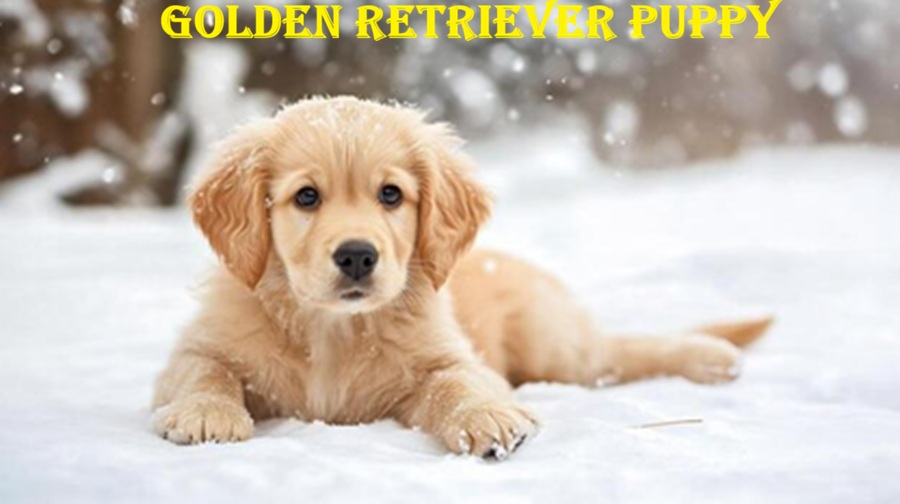 Golden Retriever Puppy