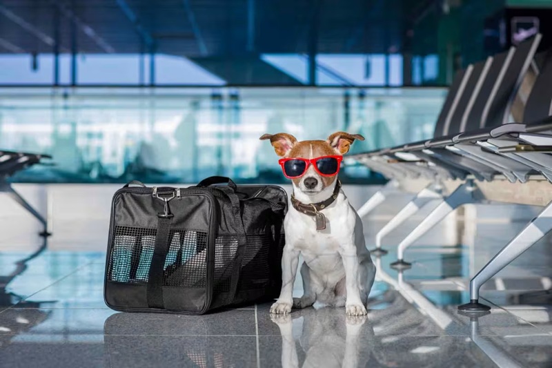 Puppy Flight Nanny Cost