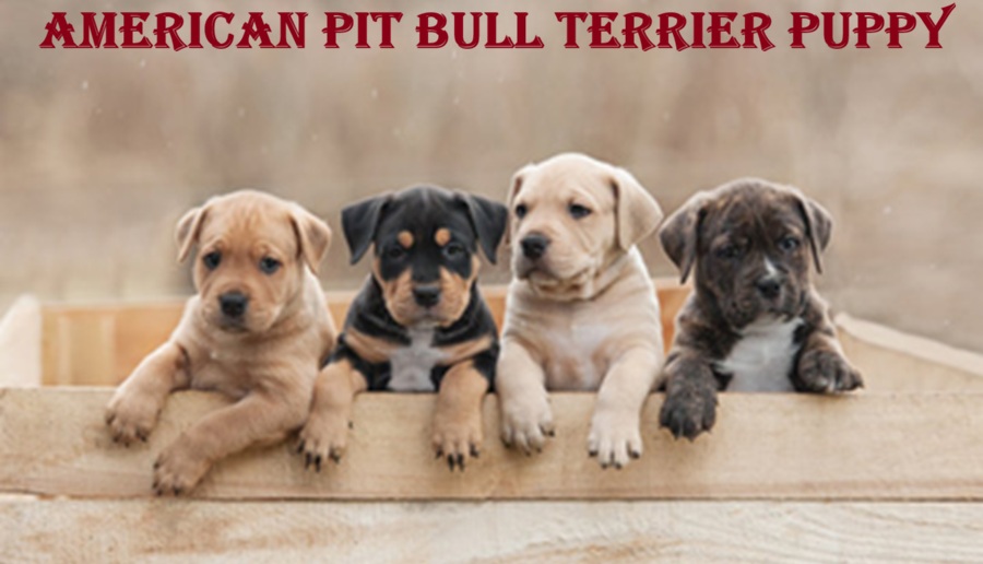 American Pit Bull Terrier Puppy