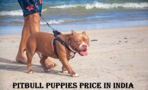 Pitbull Puppies Price in India