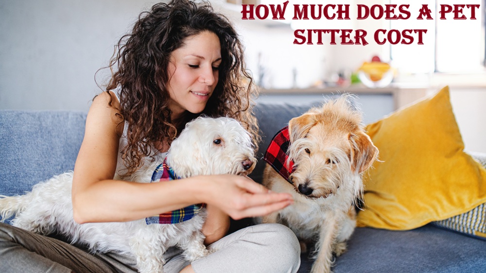 how much does a pet sitter cost