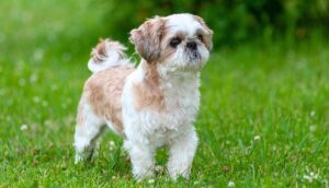 Shih Tzu Puppy Guide